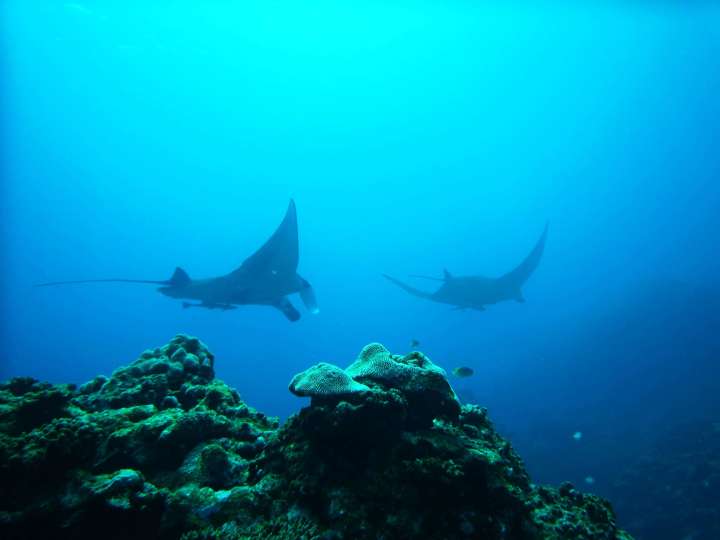 diving in okinawa ishigaki island