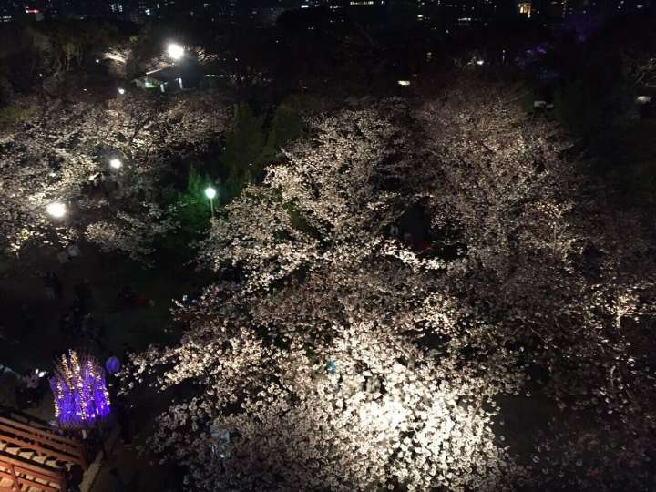 sakura viewing maizuru park