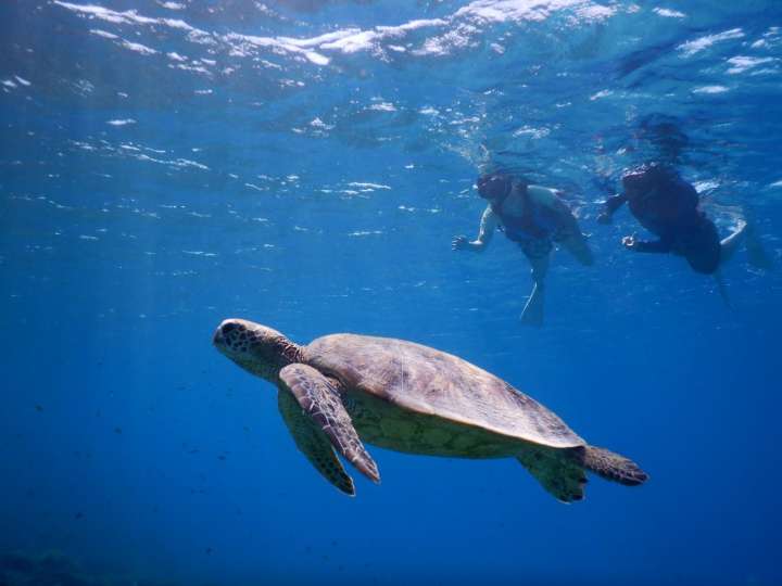 Snorkelling and sea_turtle