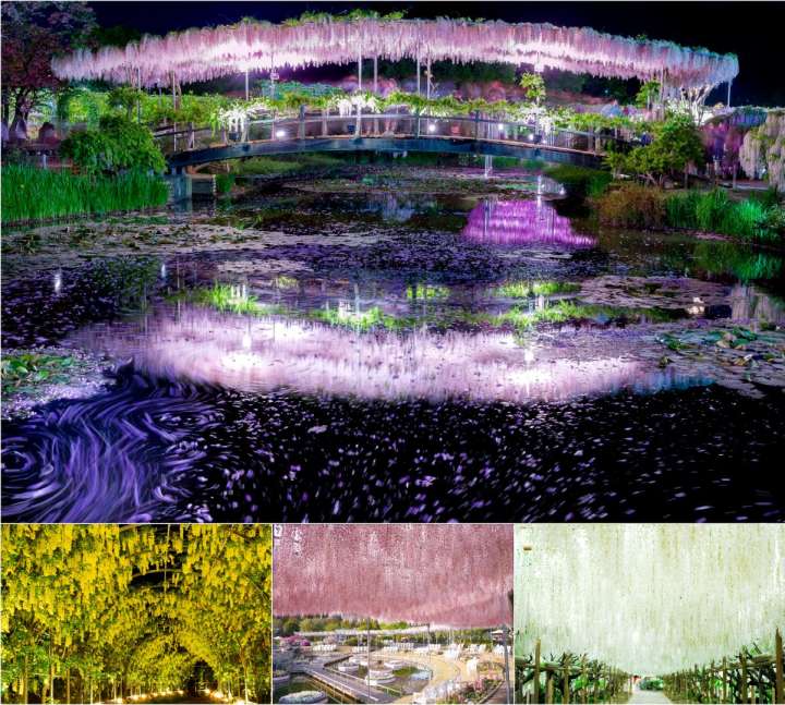 Ashikaga Flower Park (Tochigi) and Kawachi Wisteria Garden (Fukuoka)