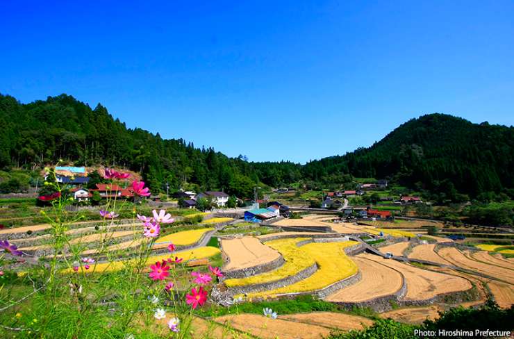 Over 300 terraced rice fields hug the side of a high mountain valley in Akiota-cho