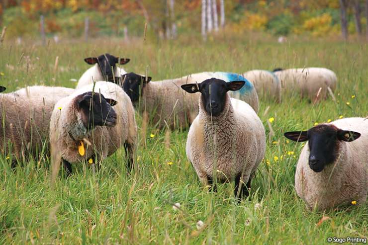 the famous for Suffolk sheep in the city of Shibetsu in Northern Hokkaido