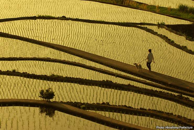 Over 300 terraced rice fields hug the side of a high mountain valley in Akiota-cho