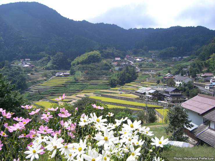 Over 300 terraced rice fields hug the side of a high mountain valley in Akiota-cho