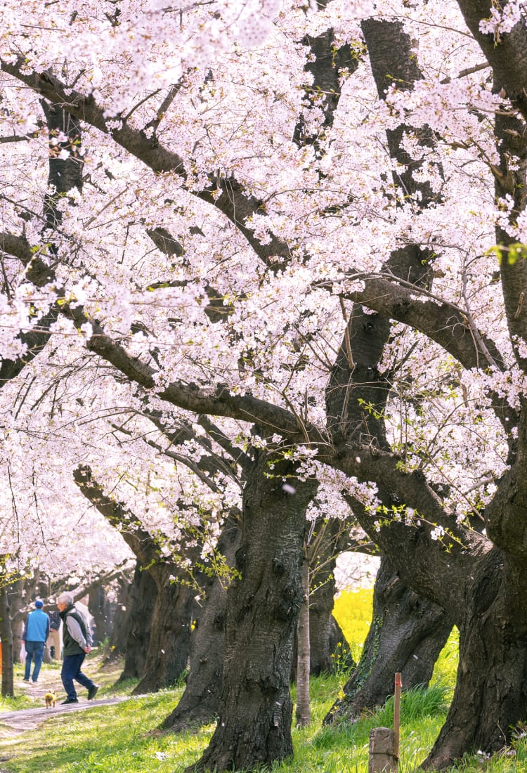 Sakura blossom outlet