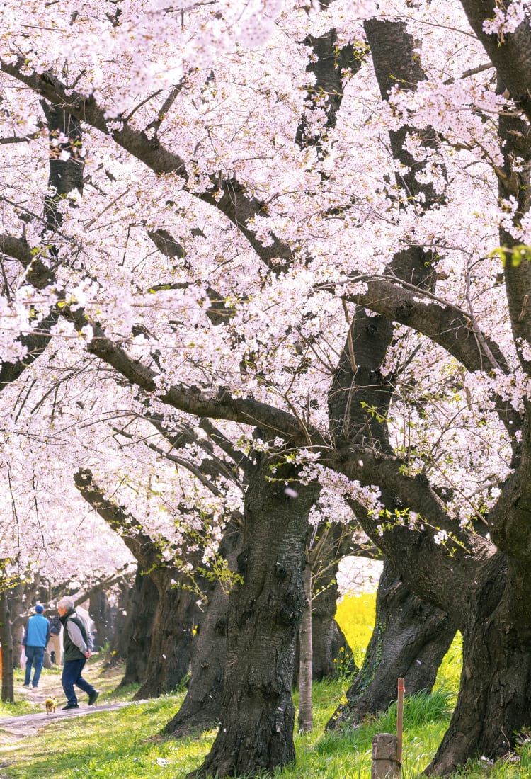 日本春天：2024 年櫻花開花預報