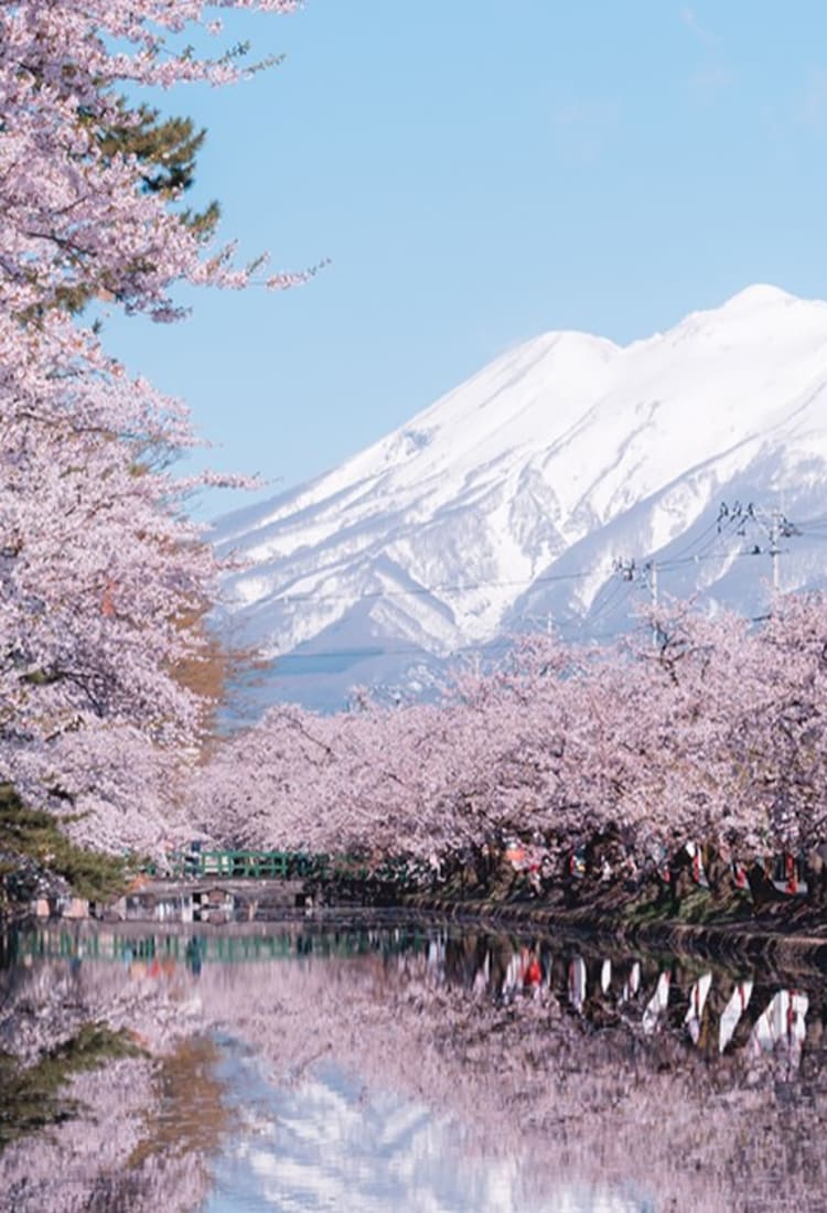 Cherry Blossom Cherry Blossom