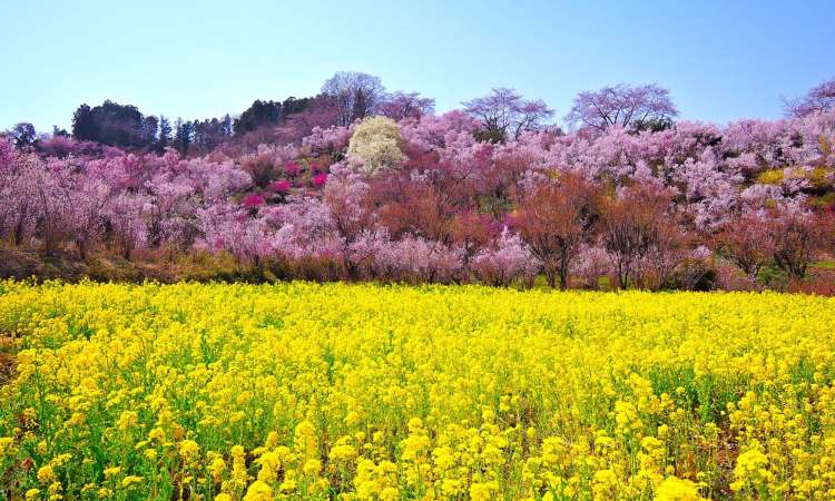 สวนฮานามิยะมะ (Hanamiyama)