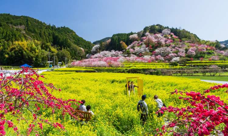 สวนดอกไม้นิชิกะวะ (Nishigawa Flower Park)