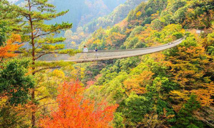 สะพานสวนอุเมะโนะคิโตะโดโระ (Umenoki todoro Koen Tsuri Bridge)