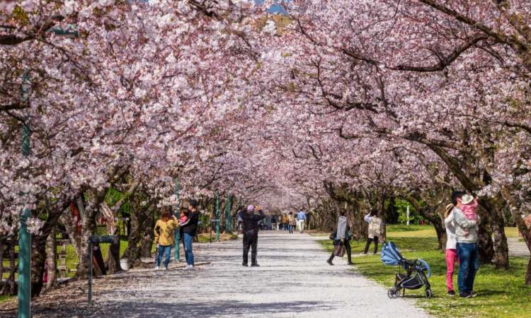 สวนสาธารณะคะกะมิโนะ (Kagamino Park)