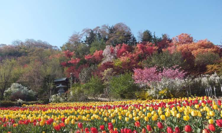 ดอกทิวลิปในสวนฮานามิยะมะ (Hanamiyama)