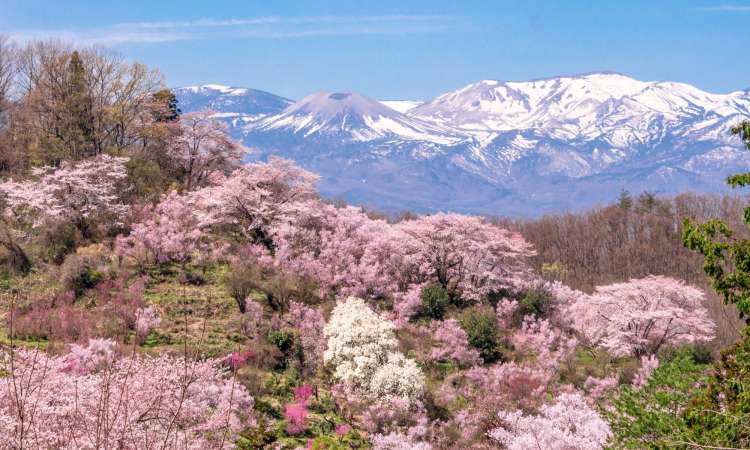 ซากุระในสวนฮานามิยะมะ (Hanamiyama)