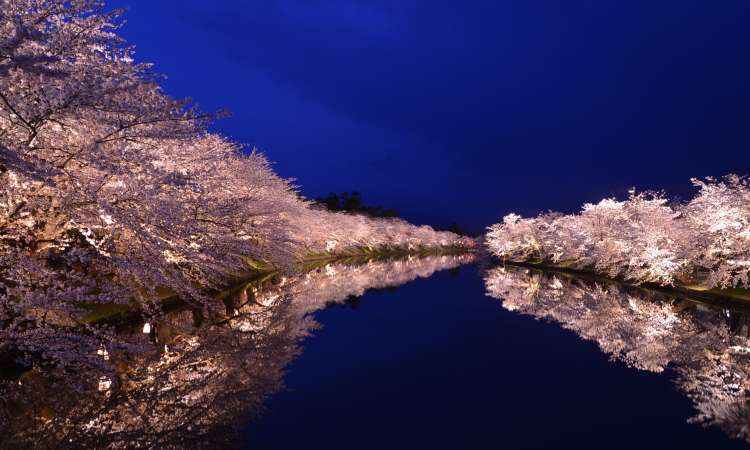 ซากุระยามค่ำคืนในสวนปราสาทฮิโรซากิ (hirosaki park)