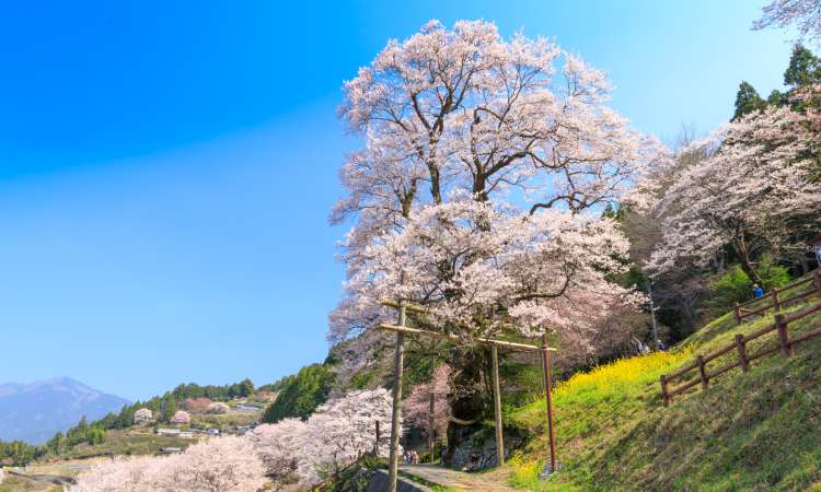 สวนเฮียวตัน ซากุระ ปาร์ค (Hyotan Sakura Park)