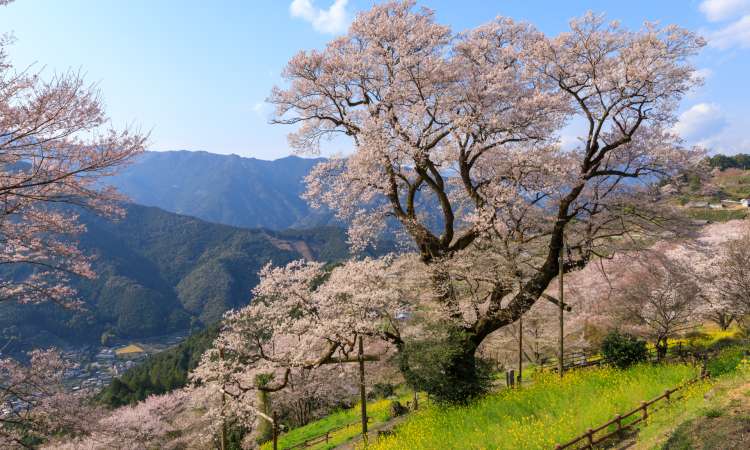 สวนเฮียวตัน ซากุระ ปาร์ค (Hyotan Sakura Park)