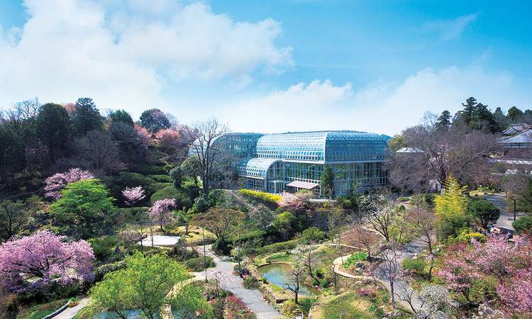 สวนพฤกษศาสตร์มะคิโนะ (The Kochi Prefectural Makino Botanical Garden)