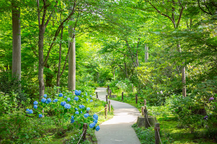 why visit japan in june