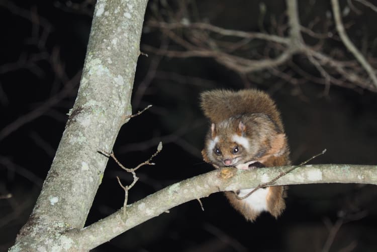 Flying-Squirrel Watching Tour in Karuizawa