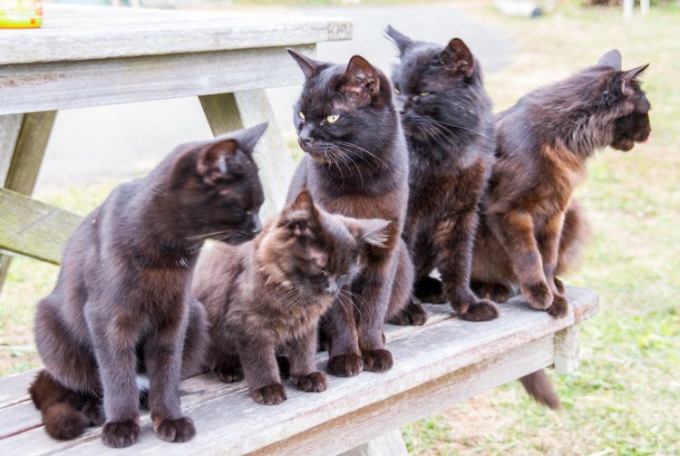 can you visit cat island japan