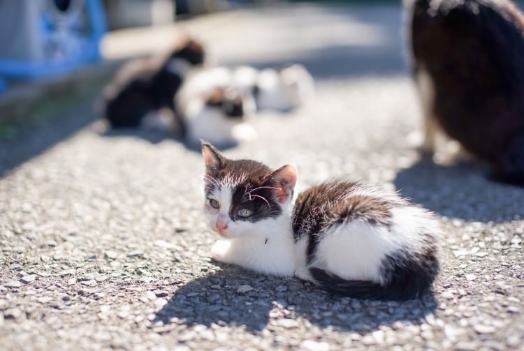 can you visit cat island japan