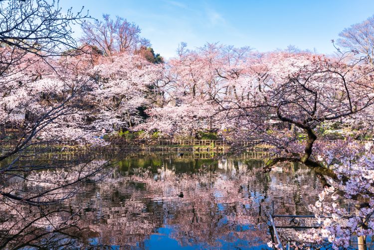 japan tourist destination tokyo