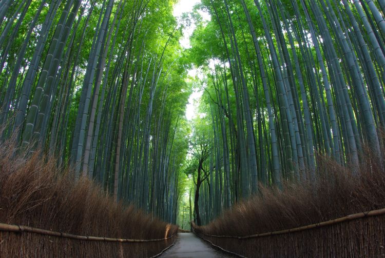 arashiyama tourism walking course