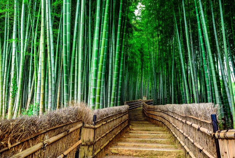 arashiyama tourist spots