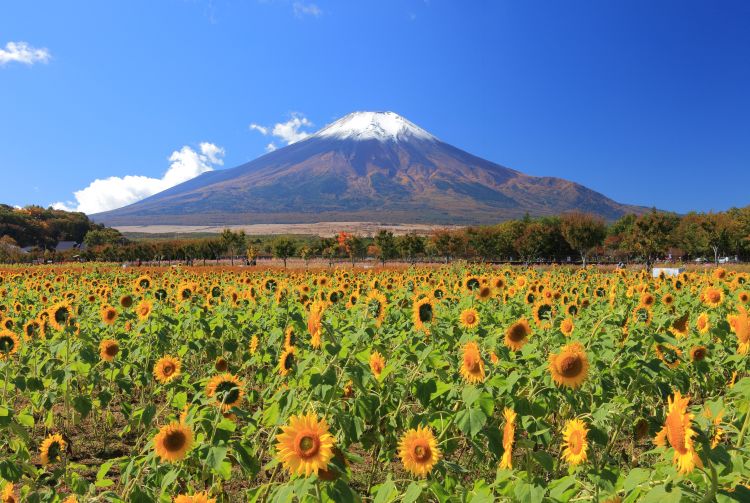 mt fuji without tour