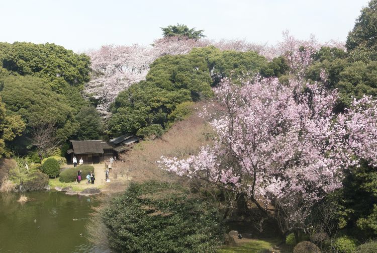 Museum Garden