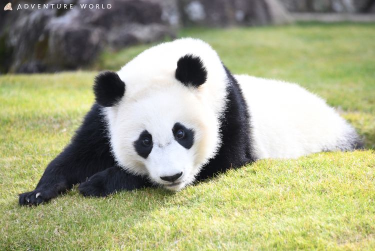 panda tours to japan