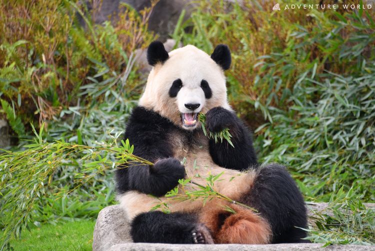 panda tours to japan