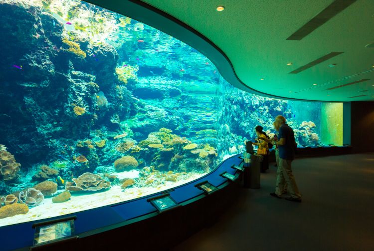 churaumi aquarium tour