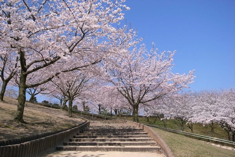 Inaba Senbonzakura Cherry Blossoms | Travel Japan - Japan National Tourism Organization (Official Site)