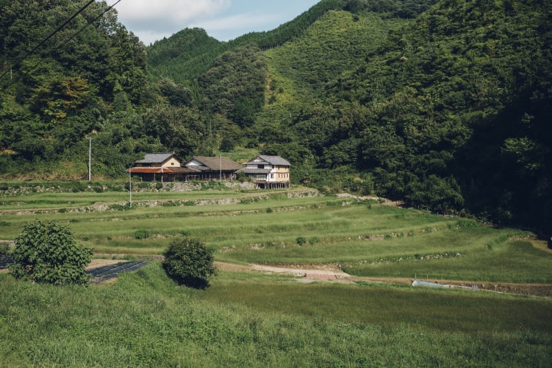 Traditional Flies of Western Japan