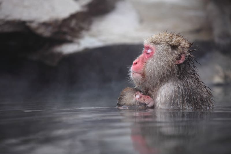 Snow Monkey Hierarchy: The Top Monkeys - SNOW MONKEY RESORTS