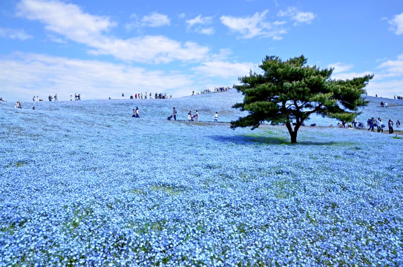 hitachi seaside park tour