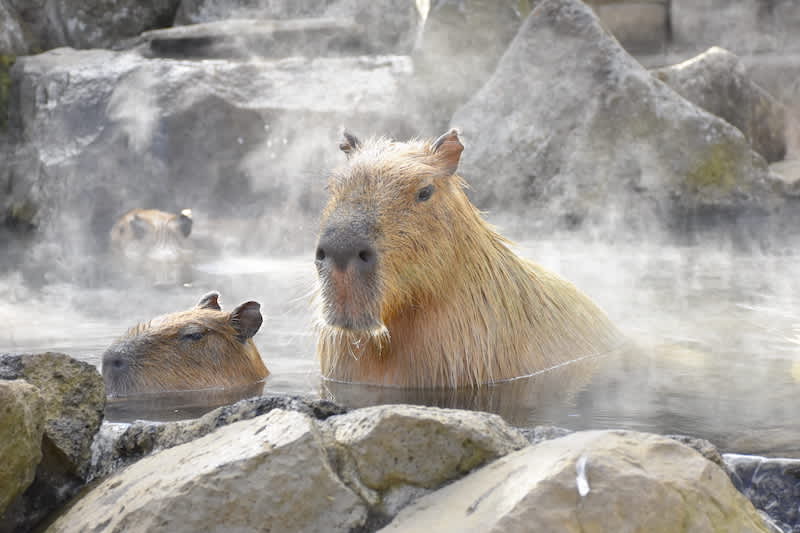 capybaras bathing