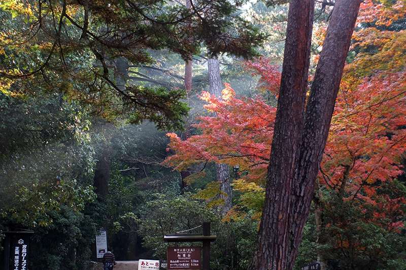 The lower slopes of virgin forest are part of the UNESCO World Heritage designated zone around Itsukushima Shrine