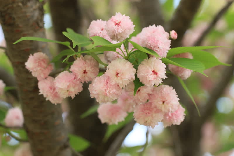 chrysanthemum cherry blossom