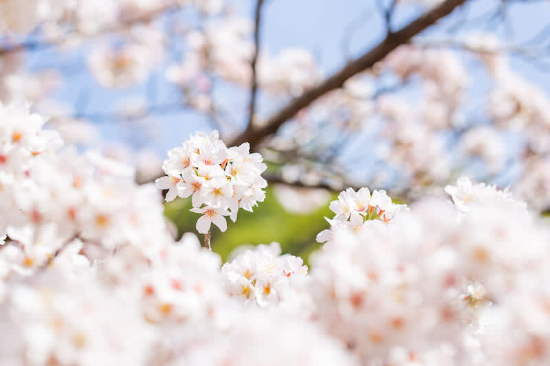 The Different Varieties of Cherry Blossoms in Japan