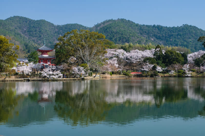 Kyoto Cherry Blossom Viewing Spots