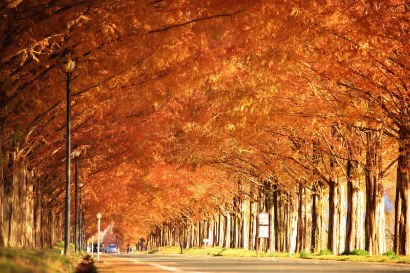 metasequoia trees