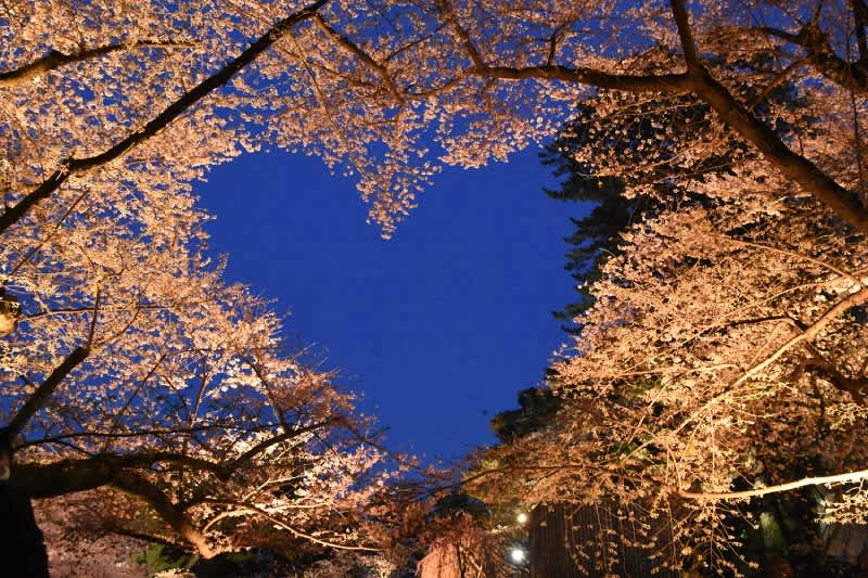 hirosaki park cherry blossom heart