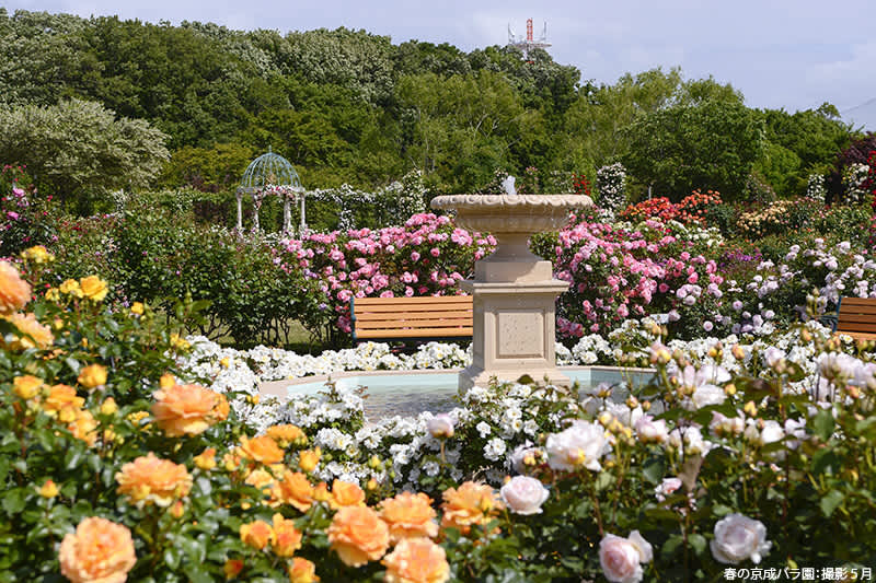 9 Beautiful rose gardens in India