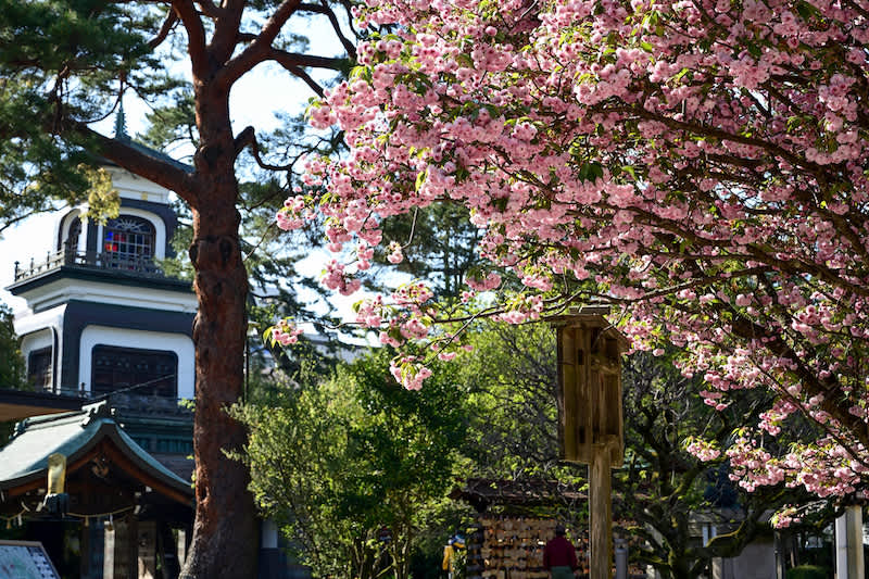 chrysanthemum cherry blossom tree