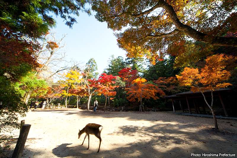 The lower slopes of virgin forest are part of the UNESCO World Heritage designated zone around Itsukushima Shrine