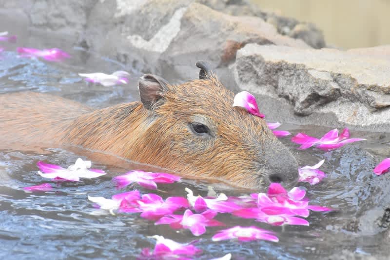 capybara bathing with flowers