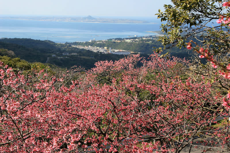 bell cherry tree