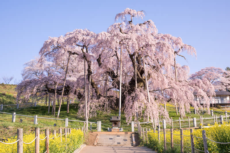 miharu takizakura fukushima prefecture